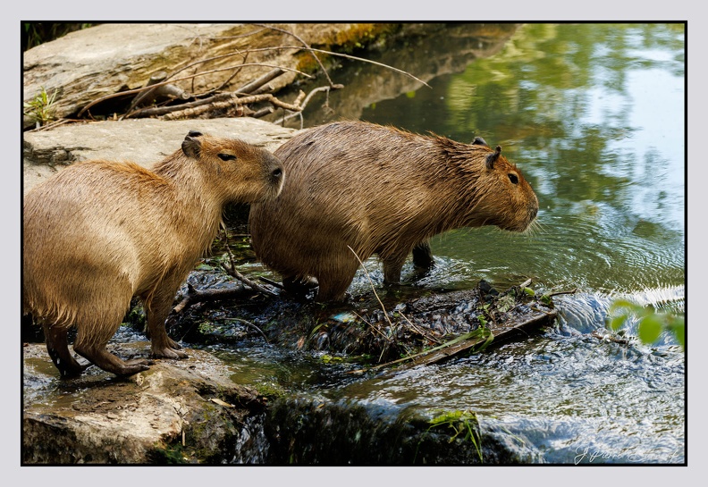 Pairi Daiza 25-05-17 0711