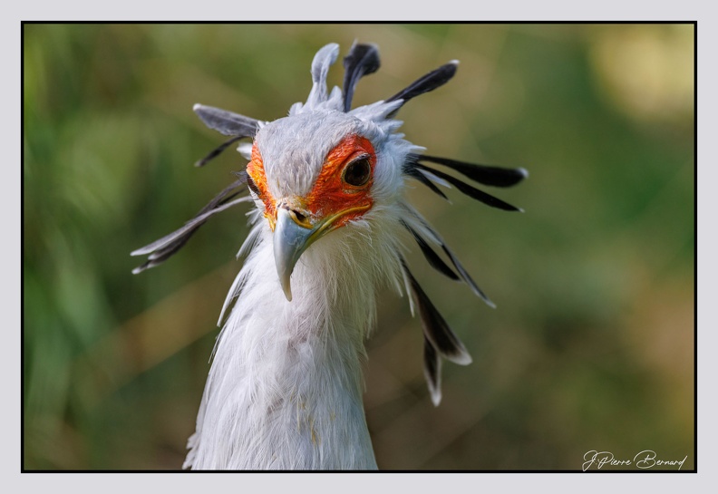 Pairi Daiza 25-05-17 0742