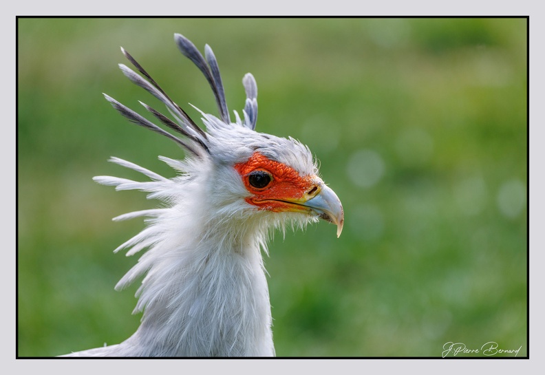 Pairi Daiza 25-05-17 0748