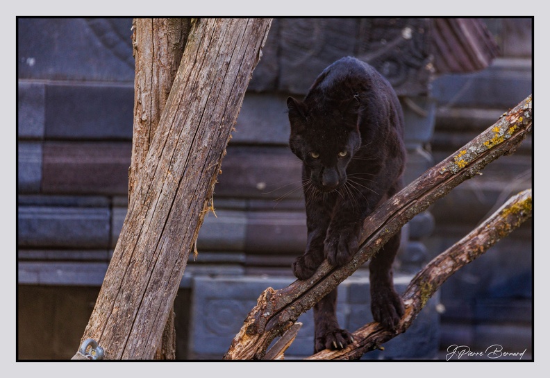 Pairi Daiza 25-05-17 0759