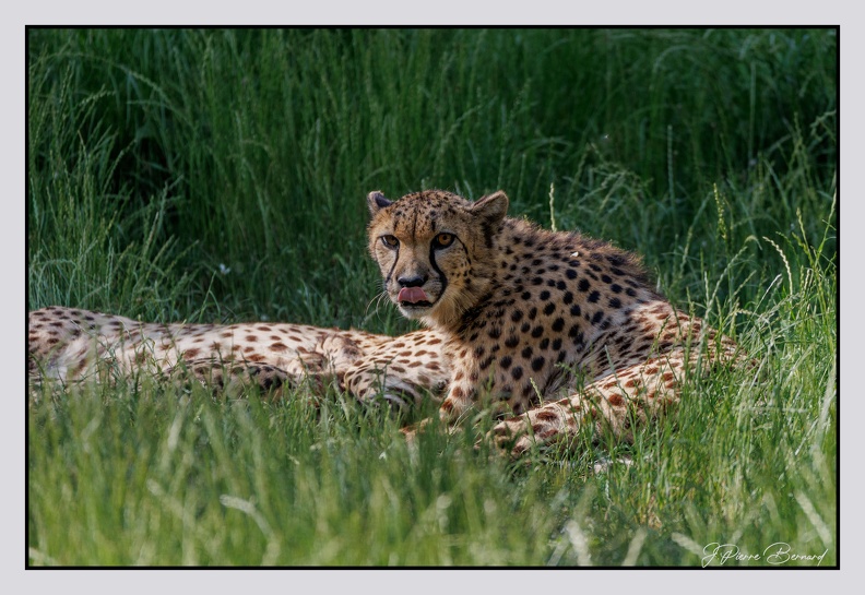 Pairi Daiza 25-05-17 0770