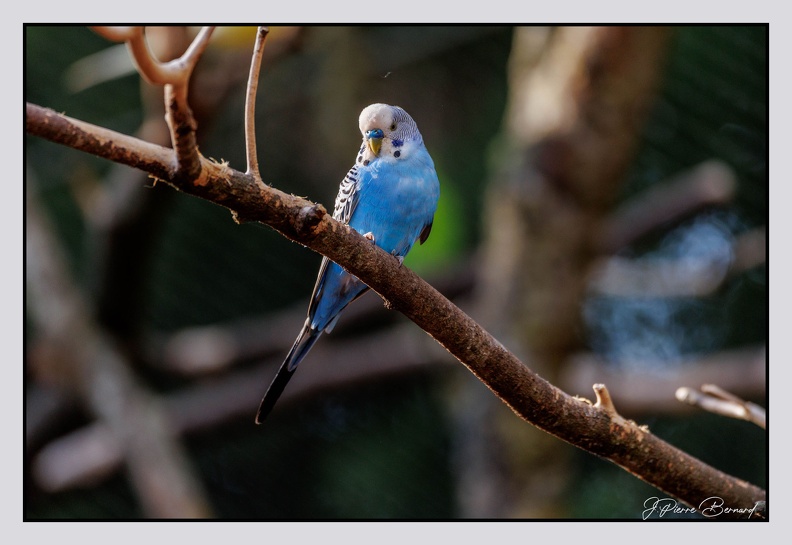 Pairi Daiza 25-05-17 0806