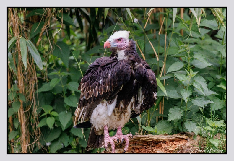 Pairi Daiza 25-05-18 0810