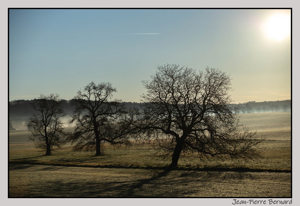 3arbres