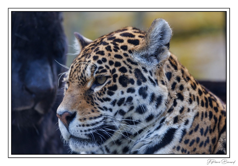 ZooVincennesMars 25-03-14 0026