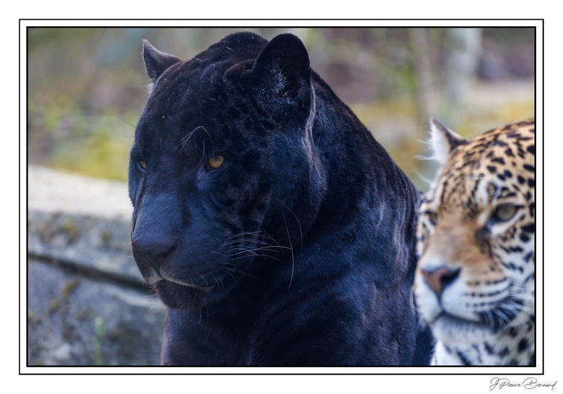 ZooVincennesMars 25-03-14 0027