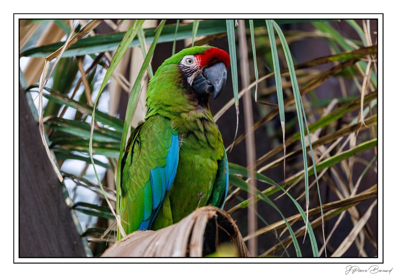 ZooVincennesMars 25-03-14 0032