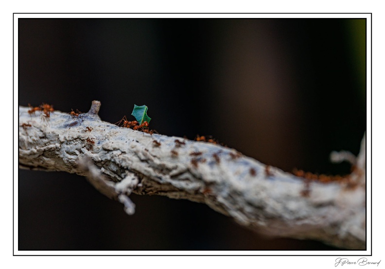 ZooVincennesMars 25-03-14 0048