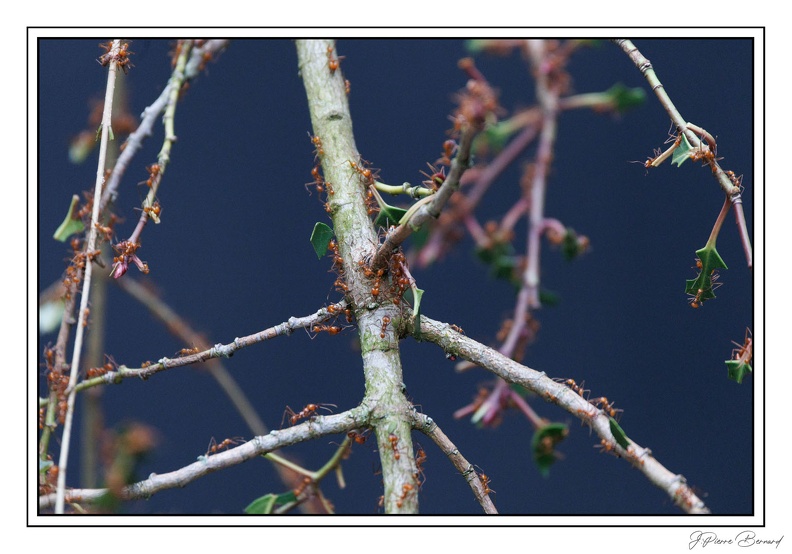 ZooVincennesMars 25-03-14 0067