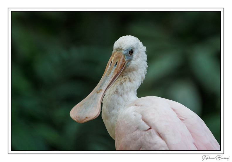 ZooVincennesMars 25-03-14 0069