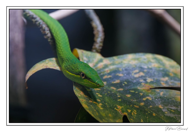 ZooVincennesMars 25-03-14 0070