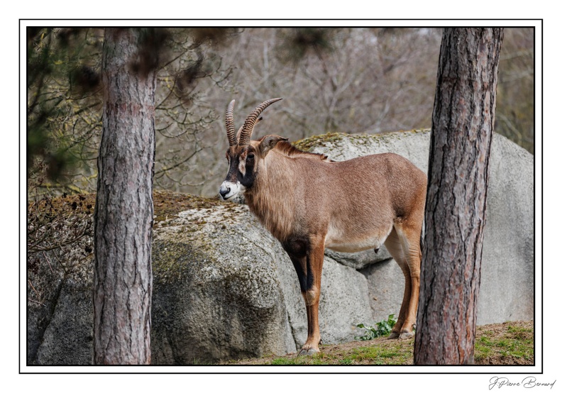 ZooVincennesMars 25-03-14 0080