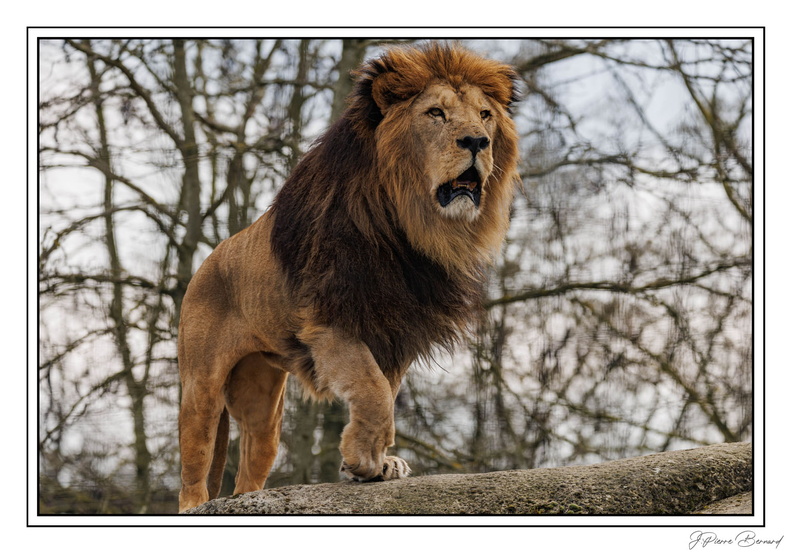 ZooVincennesMars 25-03-14 0084