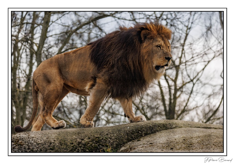 ZooVincennesMars 25-03-14 0085