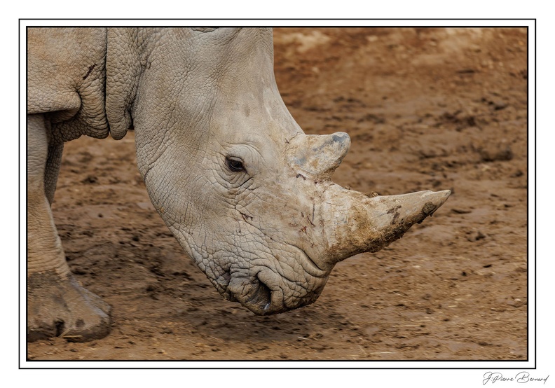 ZooVincennesMars 25-03-14 0096