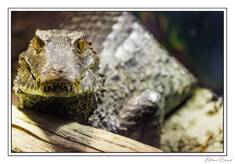 ZooVincennesMars 25-03-14 0301